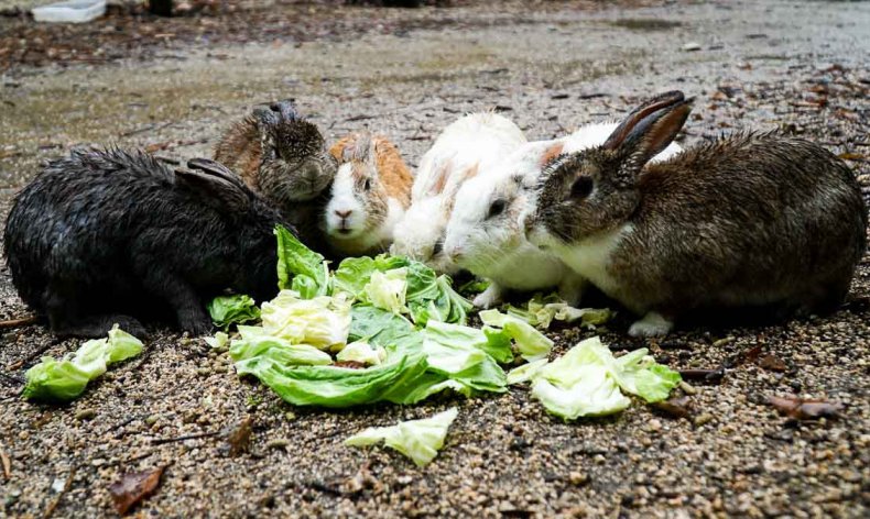 Можно ли кроликов кормить хлебом и сухарями: все за и против