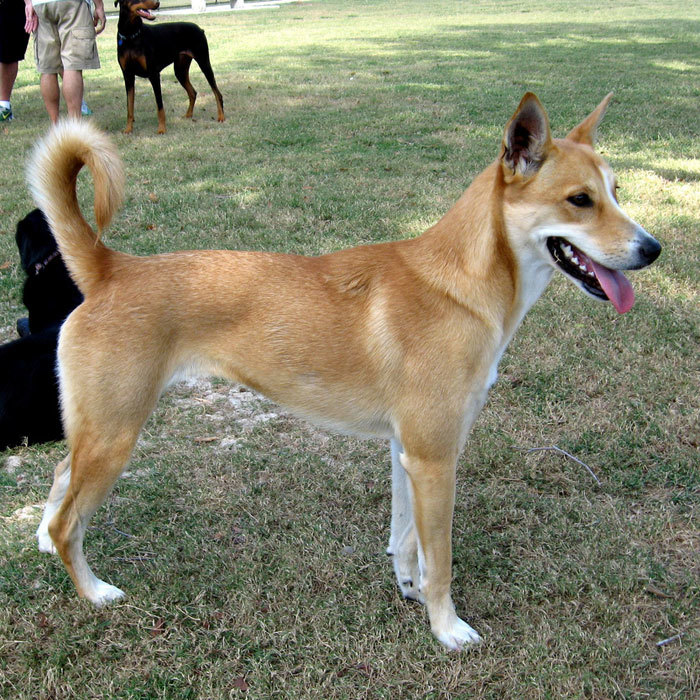 Ханаанская собака фото и описание породы