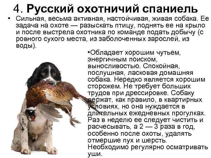 Русский охотничий спаниель: все о собаке, фото, описание породы, характер, цена