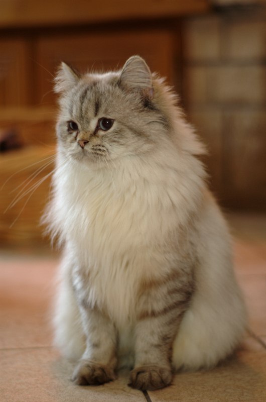 Британская длинношерстная кошка: плюсы и минусы породы, фото котят + условия содержания и нюансы кормления