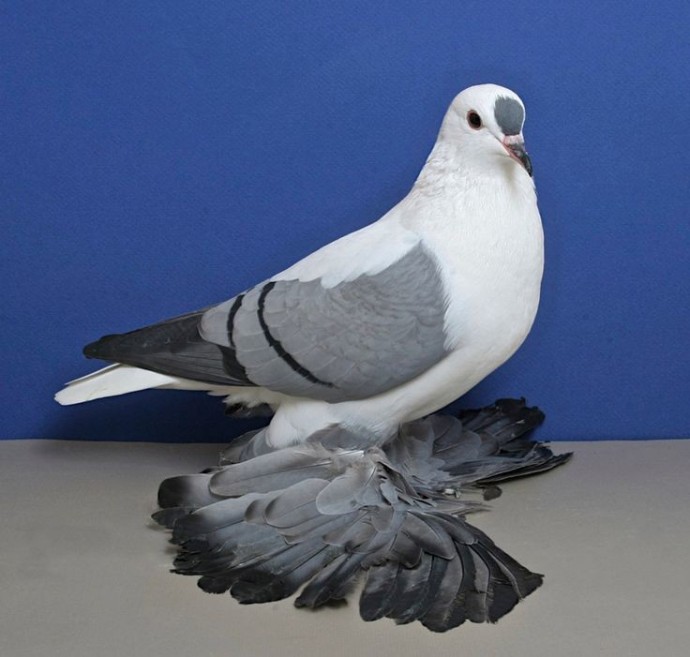 Породы голубей: фотографии, названия и описание домашних и декоративных видов