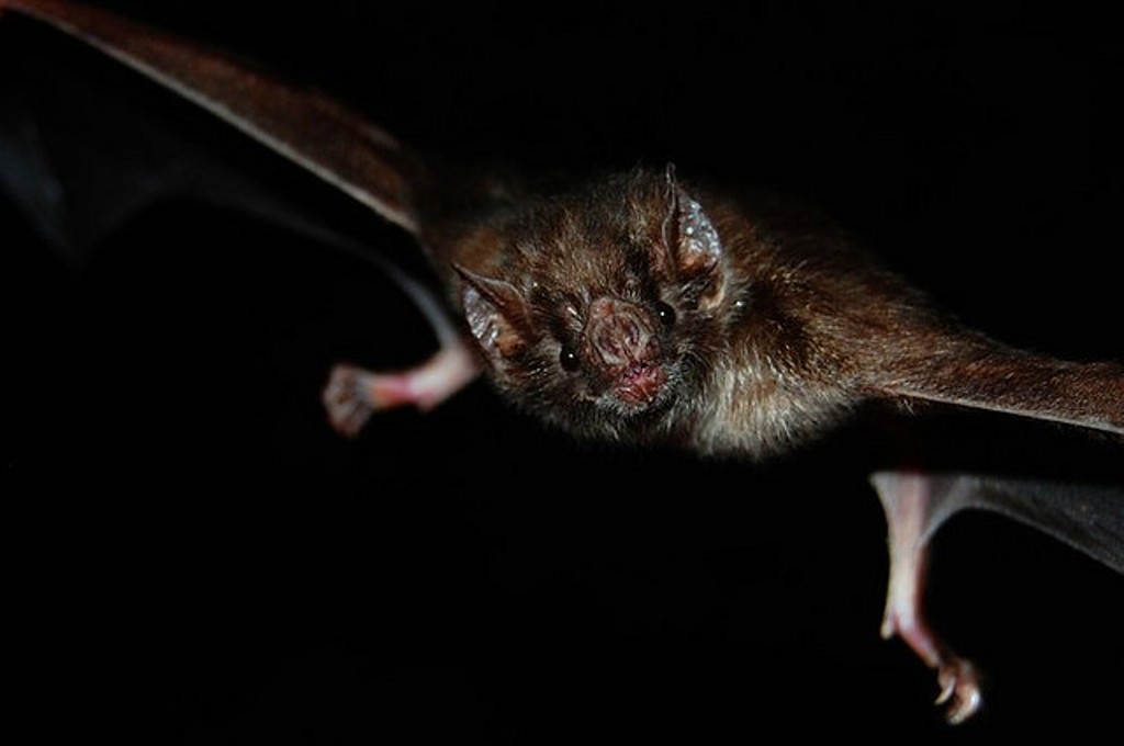 5 летучих мышей. Обыкновенный вампир летучая мышь. Мохноногий вампир летучая мышь. Белокрылый вампир летучая мышь.