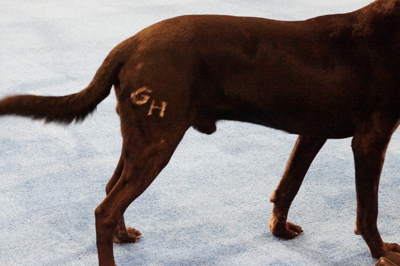 Как и зачем ставят клеймо щенкам: клеймение собак, что означает клеймо у собак?