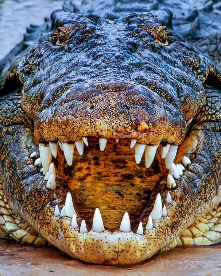 10 самых опасных животных в мире, описание и фото самых опасных животных