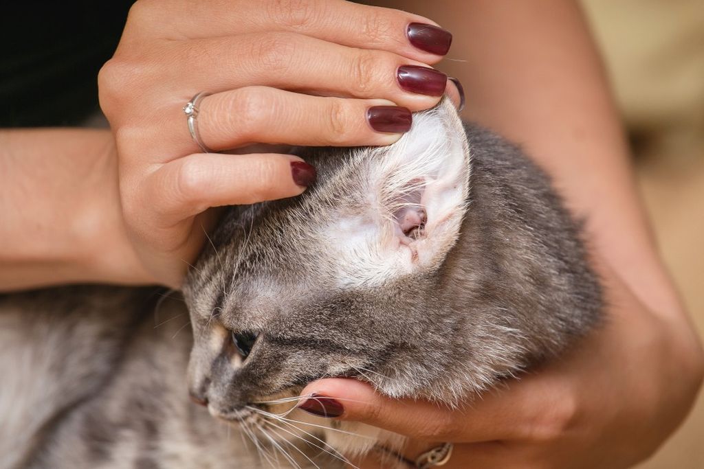 Чем лечить расчесы у кошки – постановка диагноза, причины расчесов и их лечение