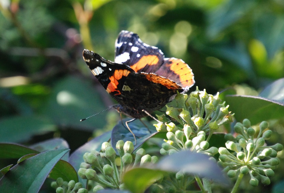 Чем питаются бабочки в природе — разбираемся по пунктам