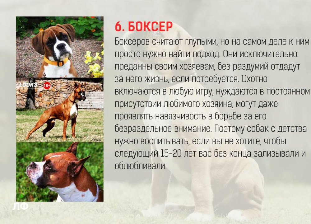 Самые преданные породы собак – список, названия, описание, фото и видео