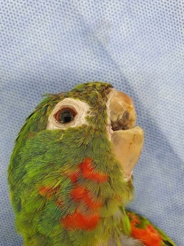Попробуй не засмеяться: найден  попугай с «заразительным смехом»