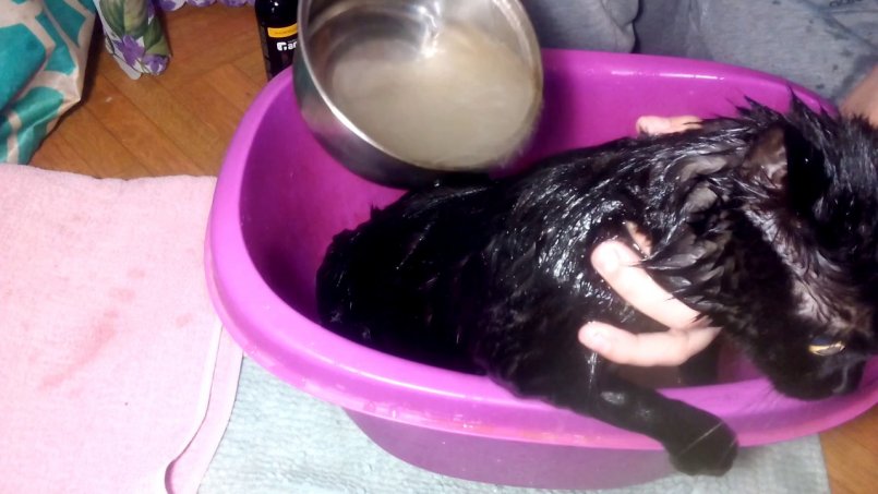 Можно ли мыть кошку обычным шампунем для людей?