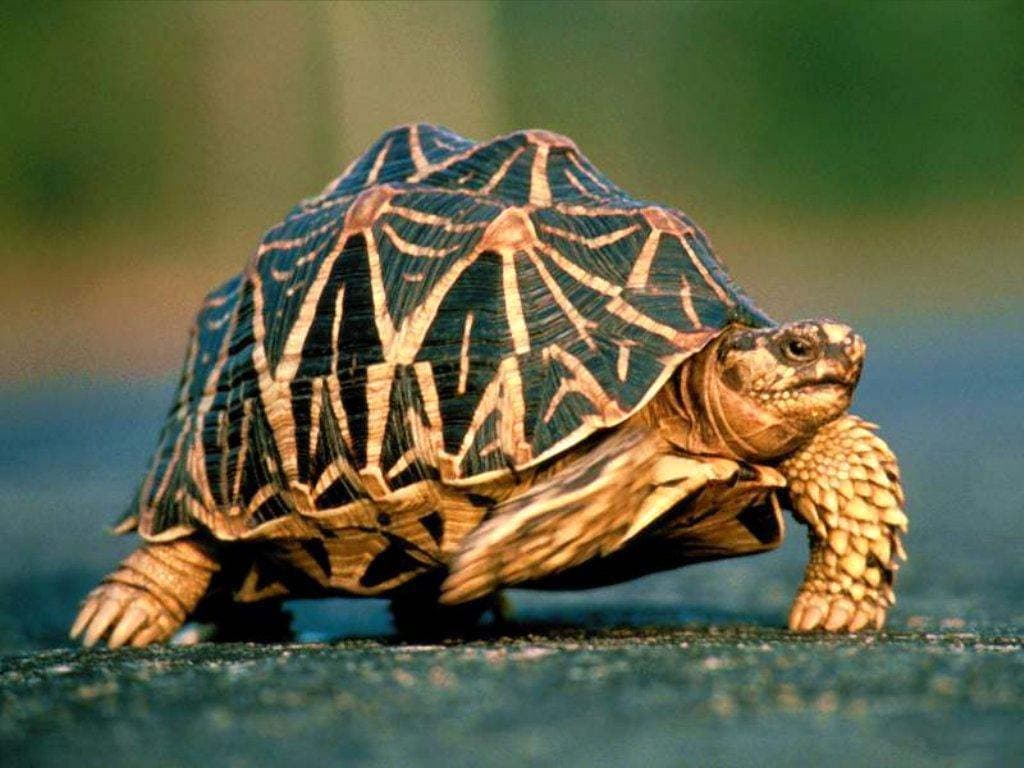 Звездчатая черепаха: уход в домашних условиях,фото