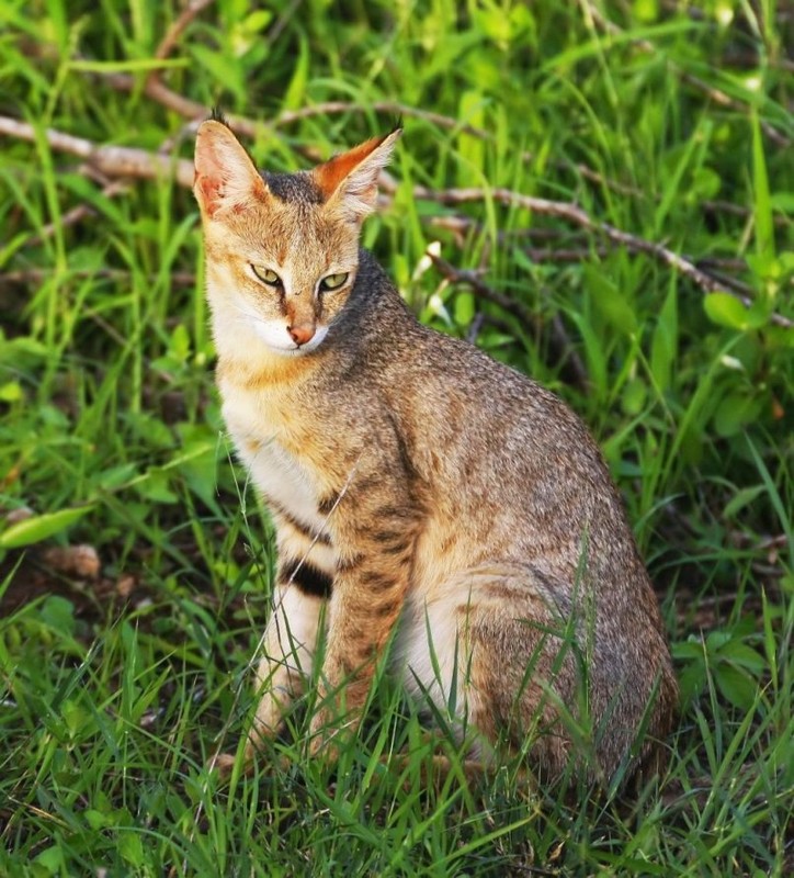 Камышовый кот. образ жизни и среда обитания камышового кота