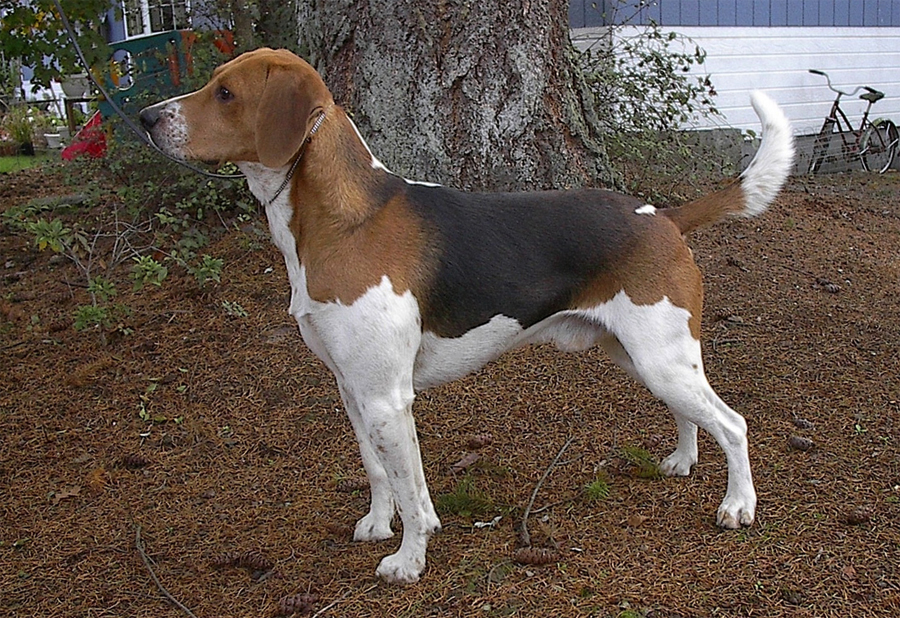 Гончие породы: описание и характеристики известных и признанных собак (+ фото)