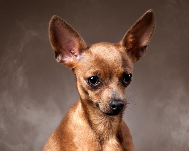 Маленькие породы собак (66 фото): названия и описание самых мелких собачек в мире, выбор домашних собак небольшого размера