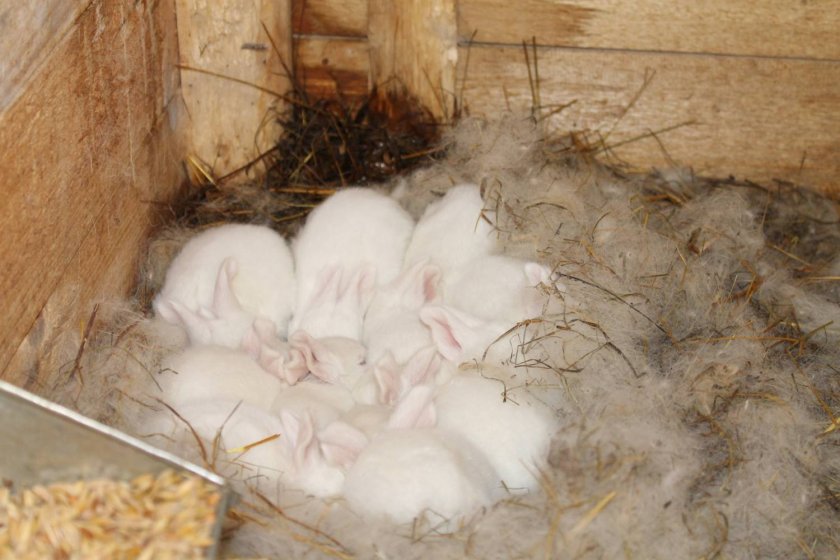 Как размножаются кролики, сколько ходят беременными, особенности окрола