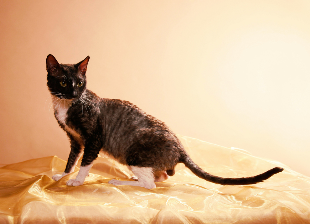 Уральский рекс: фото кошки, описание породы, факты, история выведения, цена