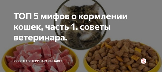 Кормить ли кошку сухим кормом: 7 за и 4 против
