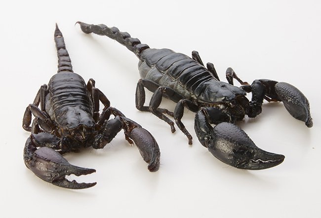 Императорские скорпионы: описание, где обитают, ядовиты или нет