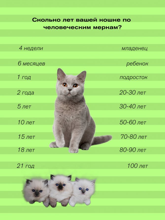 Сколько прожил самый старый кот? всё про кошек долгожителей!