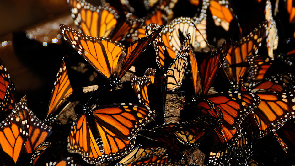 Данаида монарх | мир животных и растений