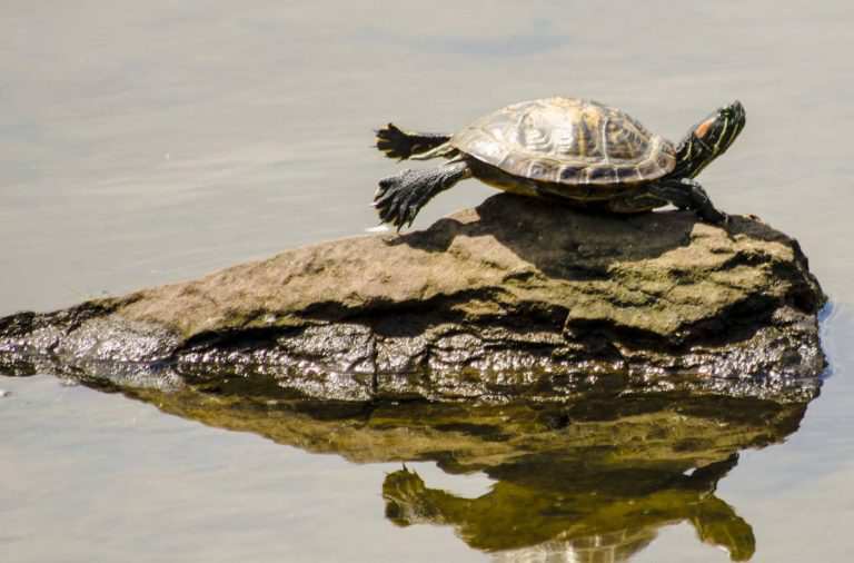 Продолжительность жизни красноухой черепахи