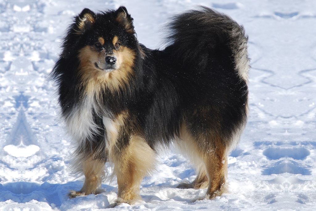 Шведский лаппхунд описание породы собак, характеристики, внешний вид, история