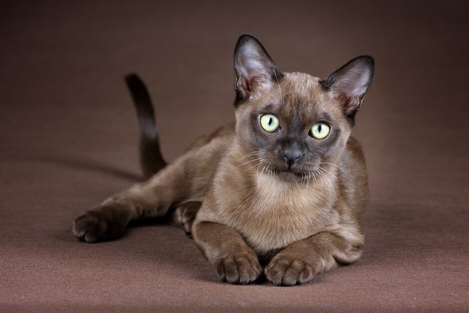 Бурманская кошка (45 фото): цена, характер, история, уход и содержание дома, интересные факты о породе