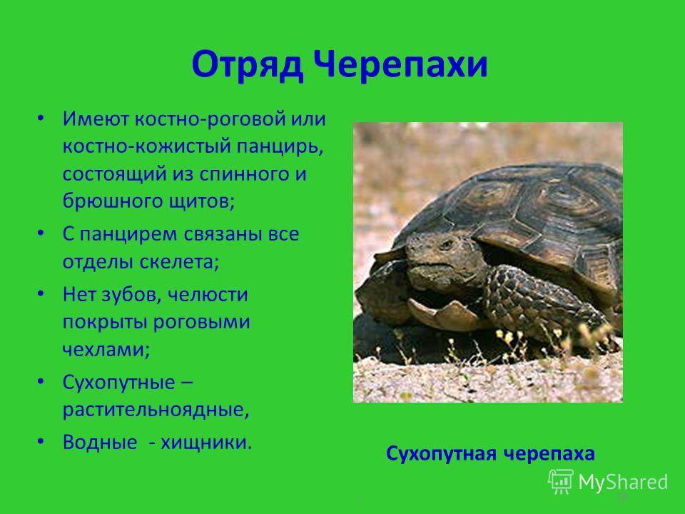 Черепахи образец жизни в броне согласен ли ты с мнением автора