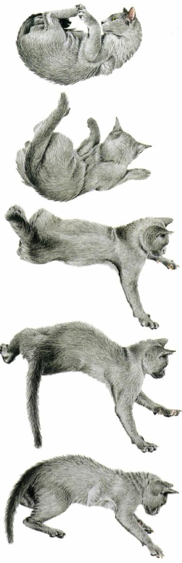 Почему кошки поднимают лапы? что это может значить?