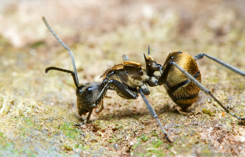 Polyrhachis dives, бархатные муравьи. | клуб любителей муравьев