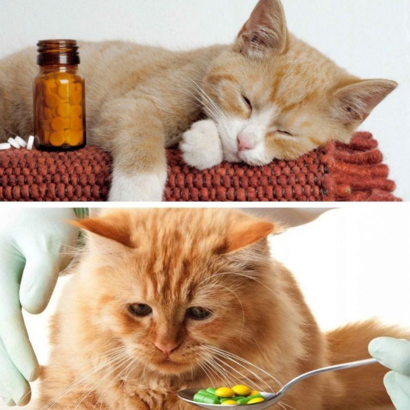 Обезболивающие для кошек в домашних условиях: разрешенные препараты - animallist.ru