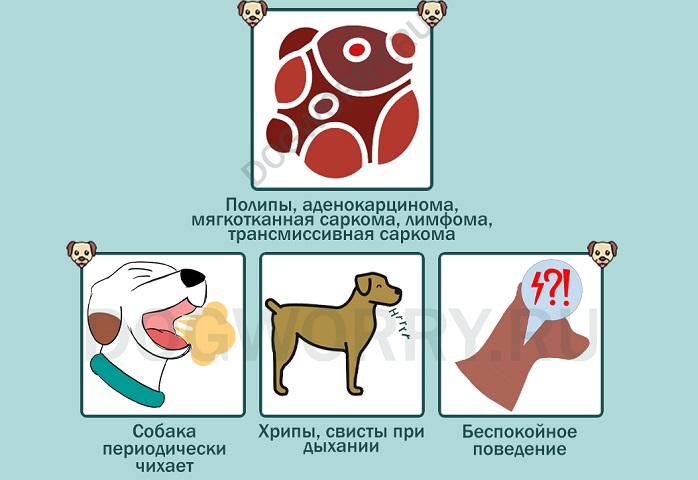 Сердечный кашель у собак: симптомы лечение