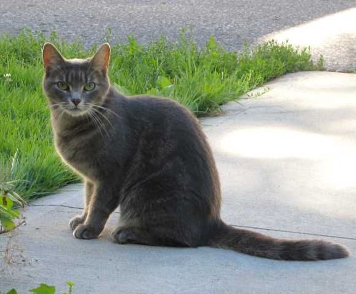 Бразильская короткошерстная кошка: фото, описание породы и характера