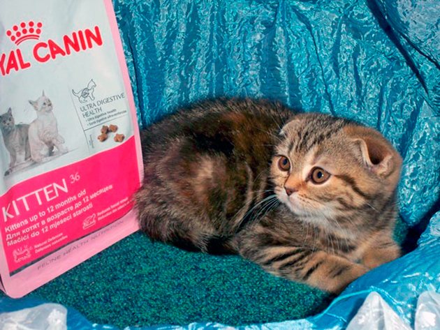 Чем кормить шотландских вислоухих кошек? правила питания котенка и кота в домашних условиях. можно ли давать им молоко?