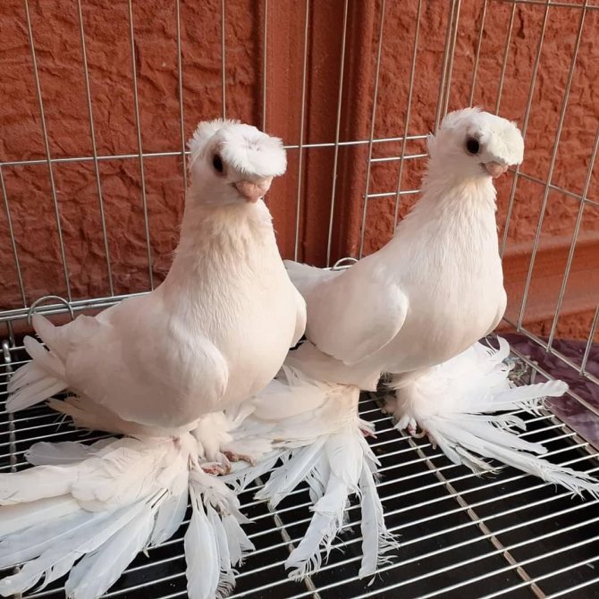 8 пород голубей, которые выглядят как райские птички и стоят неимоверно дорого