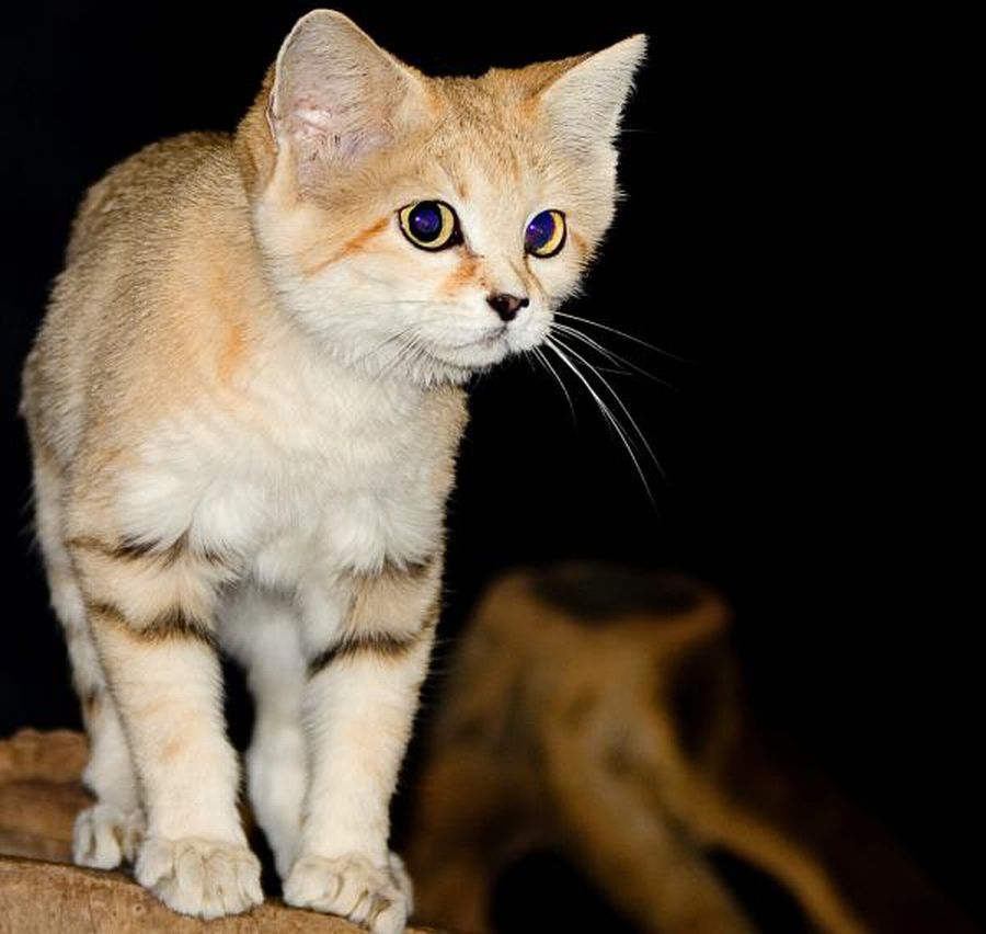 Пустынная кошка барханный кот: особенности жизни в природе и домашних условиях