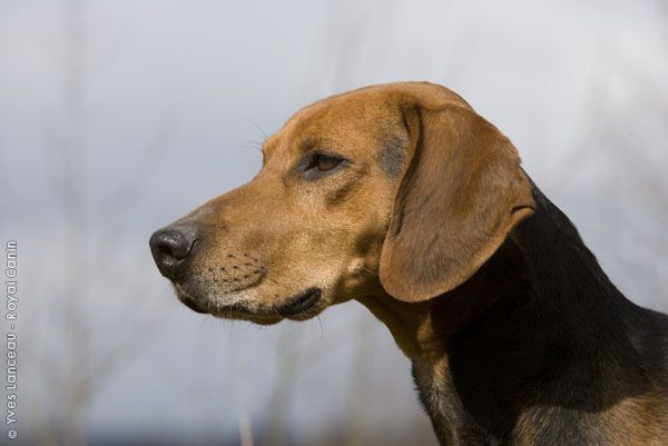 Гончая шиллера: характеристики породы собаки, фото, характер, правила ухода и содержания
