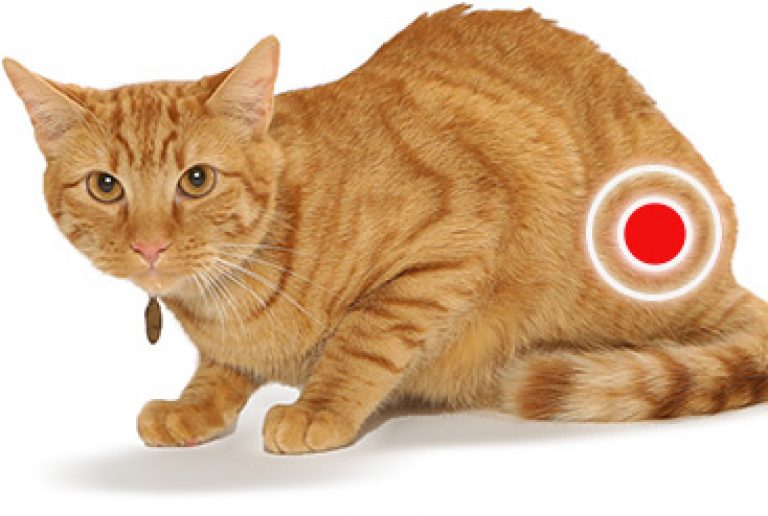 Что необходимо знать о заболеваниях нижних мочевыводящих путей кошек (flutd¹)