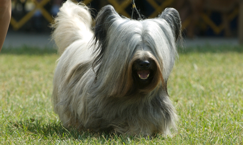 Йоркширский терьер: все о собаке, фото, описание породы, характер, цена