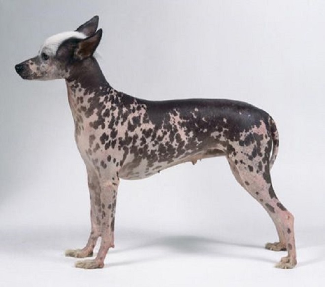 Питомник собак sonderwol legend. перуанская голая, мексиканская голая собачка. россия, москва