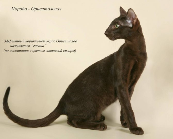 Внешность, характер и содержание ориентальной кошки
