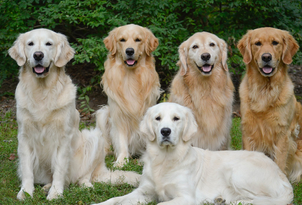 Самые добрые породы собак (38 фото): топ самых дружелюбных, добродушных и ласковых псов в мире, список пород с названиями