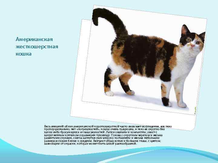 Европейская короткошерстная кошка: описание, фото, характер