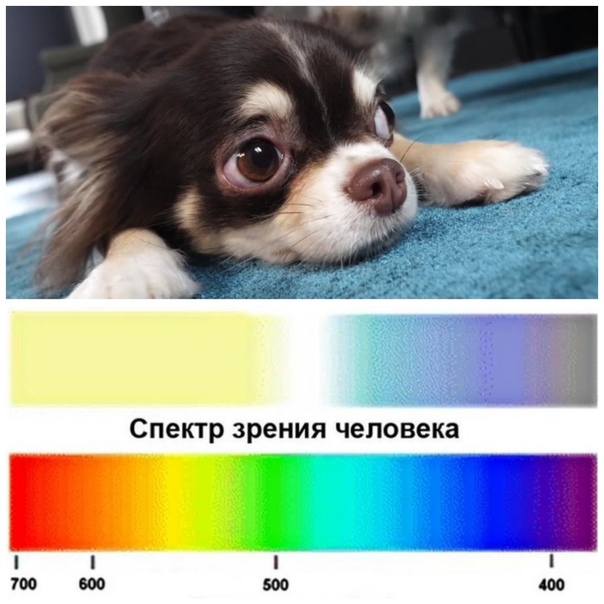 Видят ли собаки цвета изображения