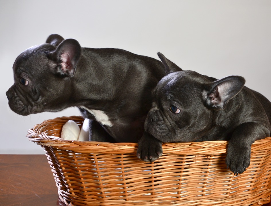Как выбрать щенка французского бульдога – советы и рекомендации