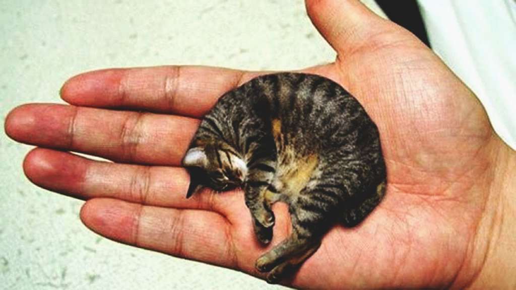 Описание самаой маленькой породы кошек в мире