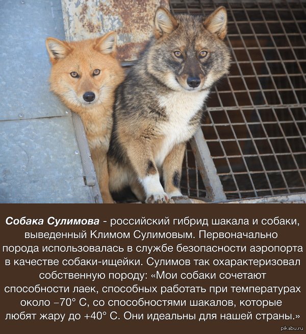Шалайка - новая порода собак появилась официально в россии, история, особенности породы