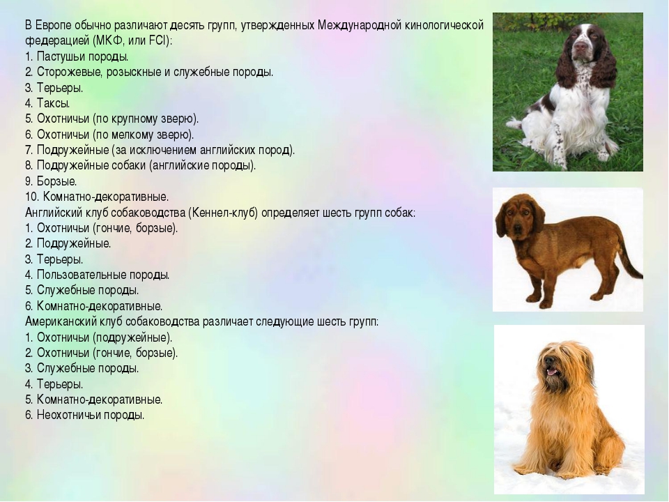 Какие бывают породы собак: общепринятая классификация