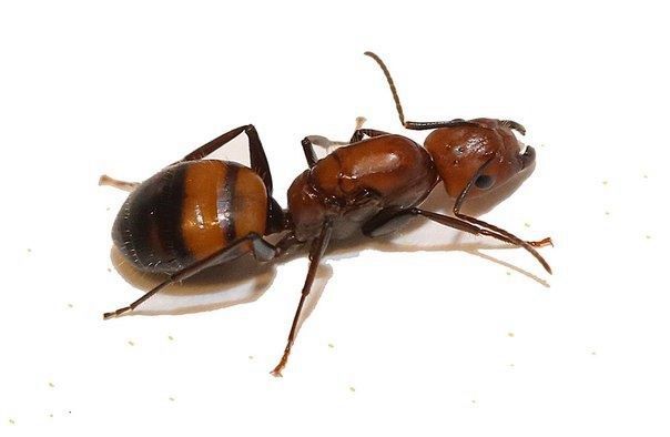 Camponotus nicobarensis: в поисках идеального кампонотуса | клуб любителей муравьев