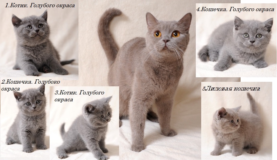 Окрасы британских котят с фото и описанием