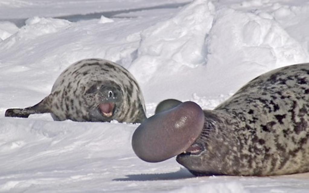 Ларга тюлень. образ жизни и среда обитания тюленя ларга
